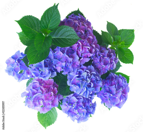 blue and violet fresh hortensia flowers with green leaves bush isolated on white background, top view