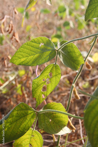 Wallpaper Mural pianta di soia nel campo in autunno  Torontodigital.ca