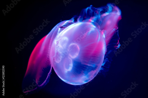 Fotografia jellyfish isolated on black sea close up detail