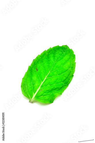 Fresh mint close up on white background