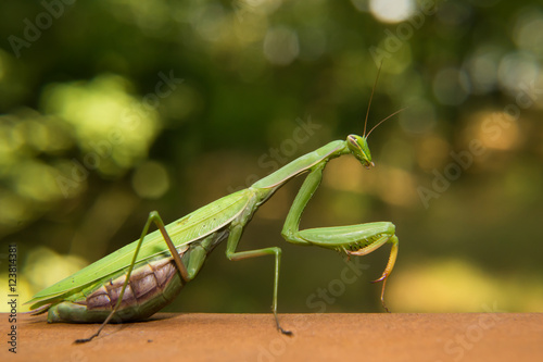 Mantide in the nature