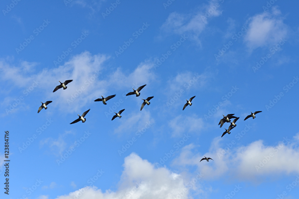 Flock of Barnacle geese (Branta leucopsis) flying in blue sky