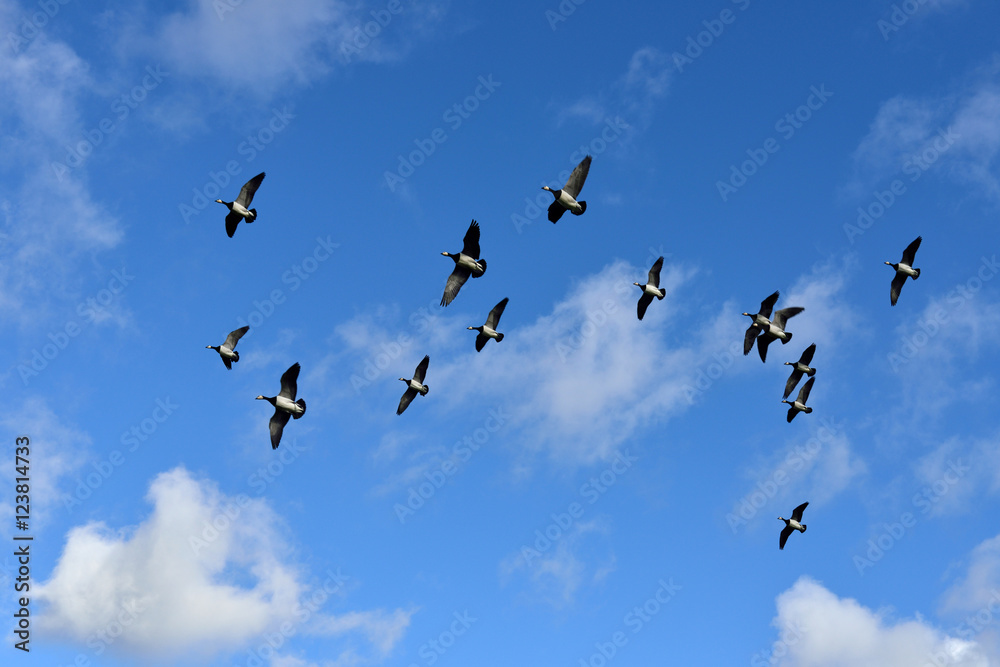 Flock of Barnacle geese (Branta leucopsis) flying in blue sky with white clouds