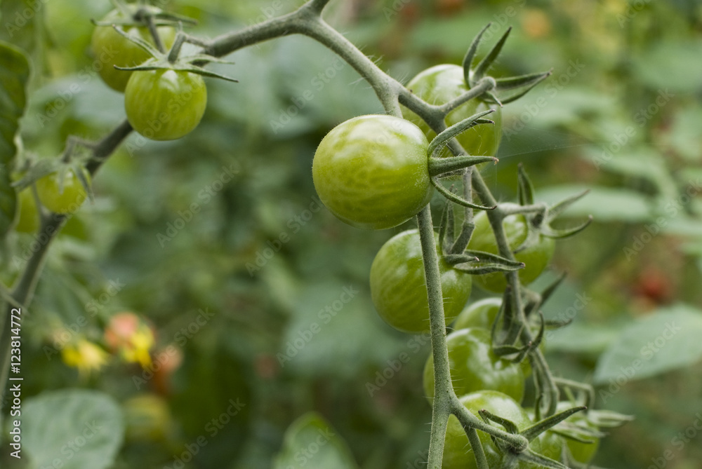 Tomato Tomato