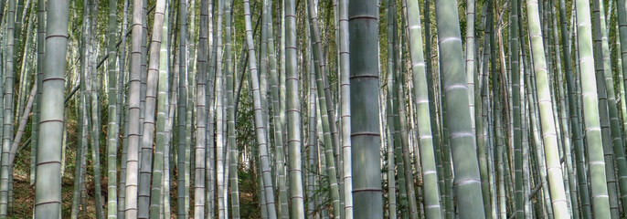 Keuken achterwand Bamboe Chinees bamboebos met groene stengels  © benoitgrasser