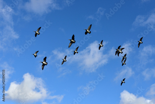 Flock of Barnacle geese  Branta leucopsis  flying in blue sky with white clouds
