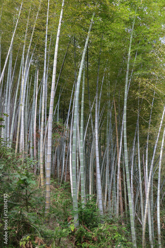 bamboo in the Chinese forest