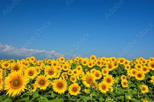 Wallpaper Mural 明野のひまわり畑 Torontodigital.ca