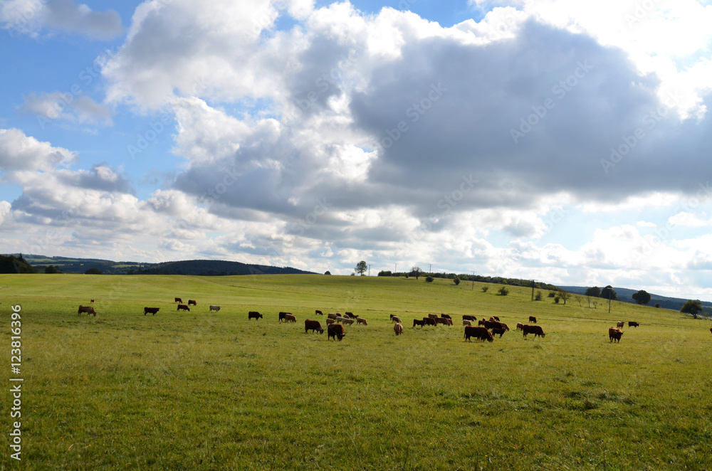 Rinderherde in der Rhön Rinderherde in der Rhön