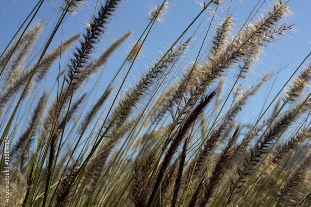 Fototapeta premium Wild grasses