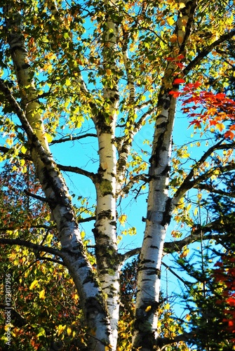  Colorful birch tree