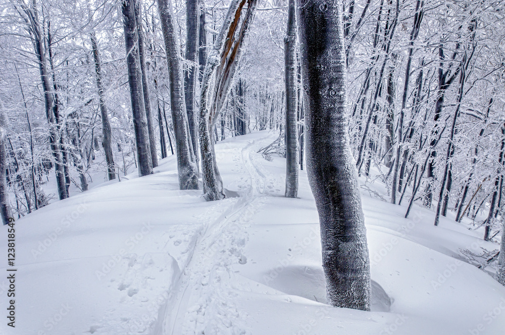 Ski track in mysterious snowy forest Ski track in mysterious snowy forest
