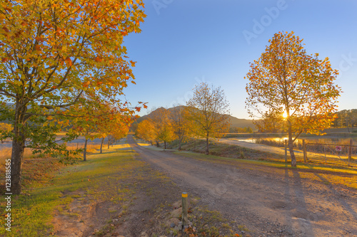 Autumn coloured trees