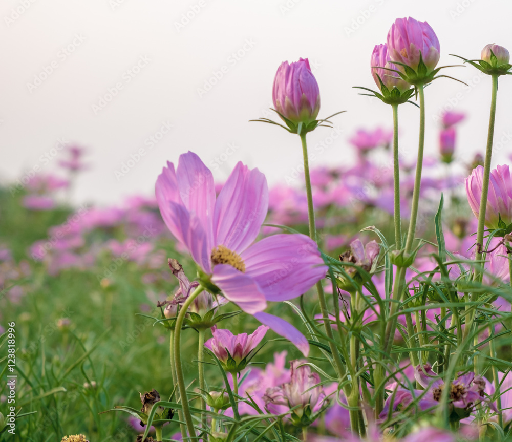 Fototapeta premium Cosmos flower fields in evening time with sun light