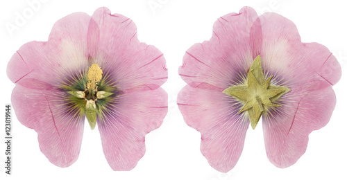 Dried pink mallow flower ( alcea rosea)  front and back, isolate