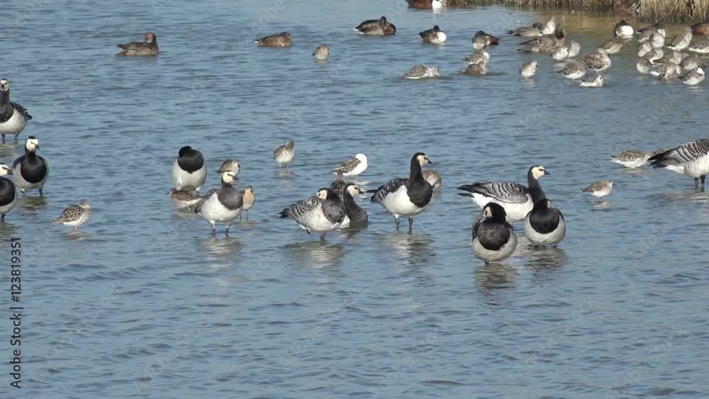 Barnacle goose and sanderling in the lake Barnacle goose and sanderling in the lake