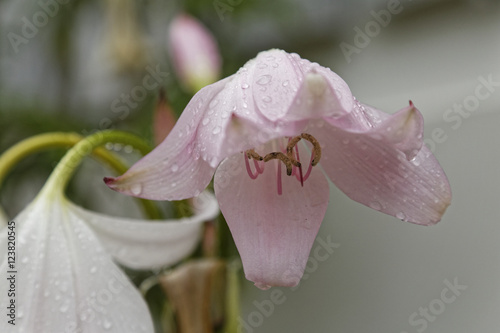 flower macro with raindrops