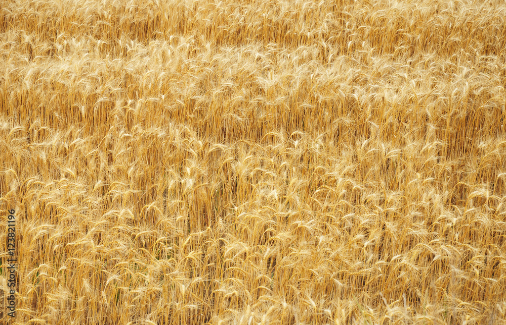 Wheat Field with Copy Space. Wheat Background. Wheat Texture Photo. Wheat Field with Copy Space. Wheat Background. Wheat Texture Photo.