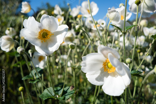 Anemonies