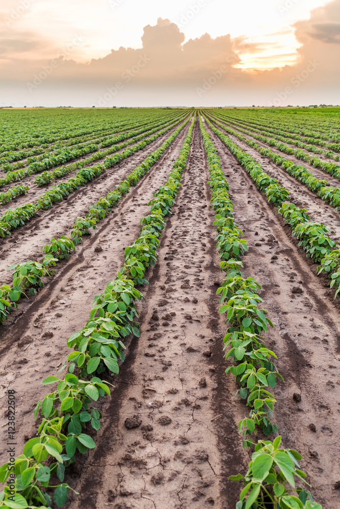 Green ripening soybean field, agricultural landscape Green ripening soybean field, agricultural landscape