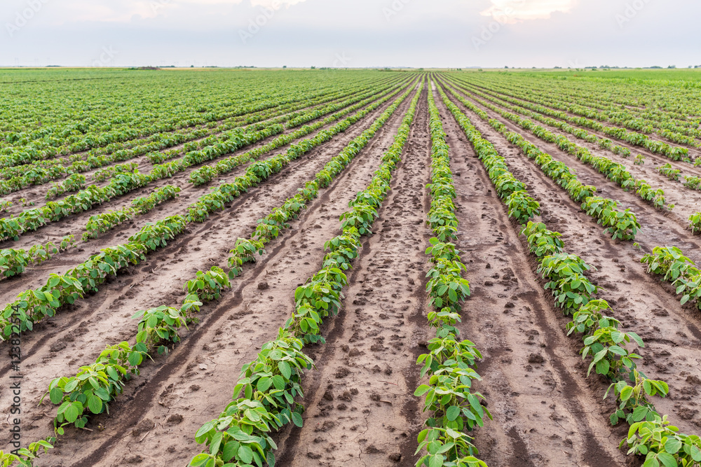 Green ripening soybean field, agricultural landscape Green ripening soybean field, agricultural landscape