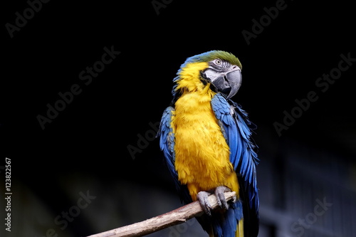 macaw at the zoo