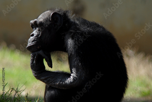 Sticker chimpanzee