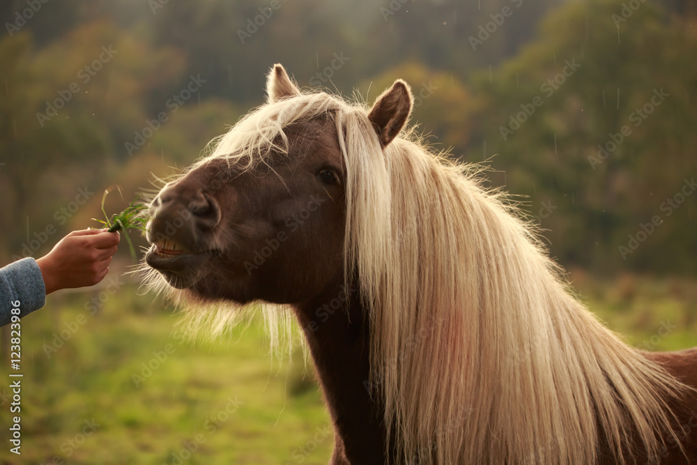 Fototapeta premium Windfarbener Islandhengst