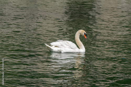 Lonely swan on lake