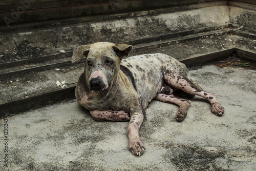 Mangy dog lying on the cement floor.