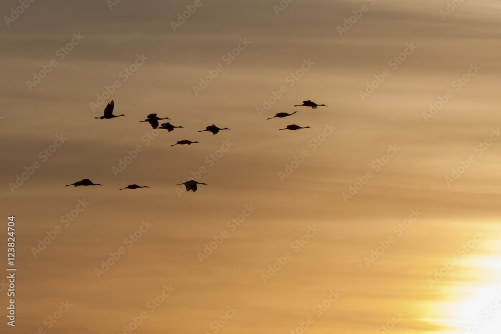 Sandhill Cranes flying in the sunset