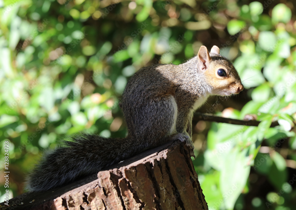 Close up of a baby Grey Squirrel catching the low autumn sun Close up of a baby Grey Squirrel catching the low autumn sun