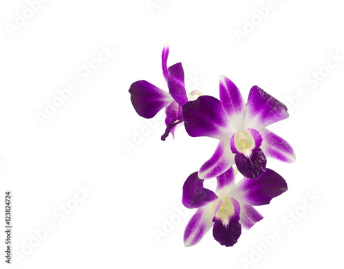 A bouquet of purple orchids isolated on white background