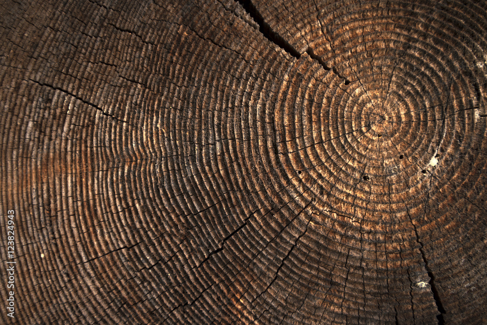 Fototapeta premium texture of dark wood. natural background.