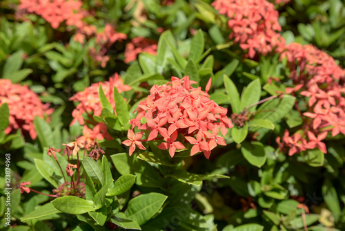Rubiaceae flower.The red spike flower
