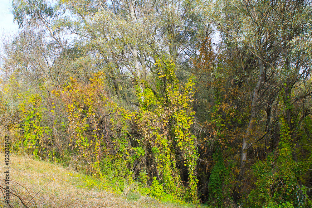 Deciduous forest on autumn