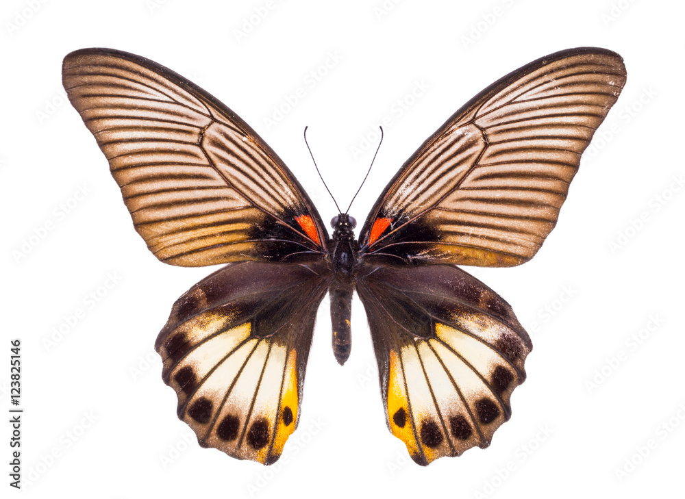 Fototapeta premium Beautiful colorful butterfly isolated on white