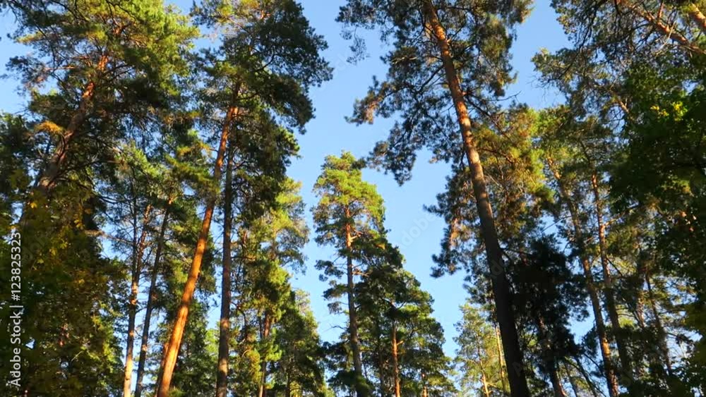 The walk in the autumn pine forest The walk in the autumn pine forest
