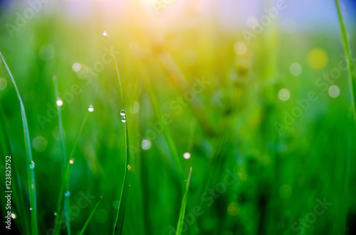 Зеленая трава с каплями росы