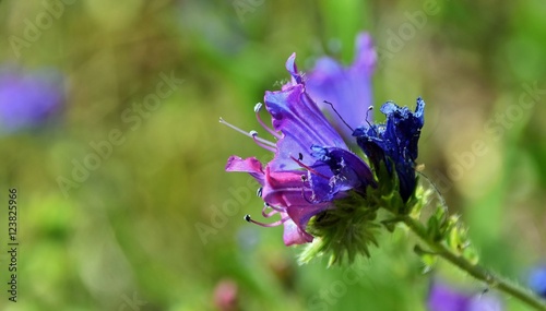 Close up of wild blue flowers in green meadow