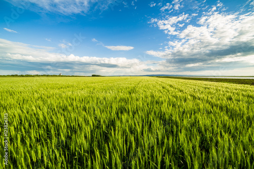 Green wheat field