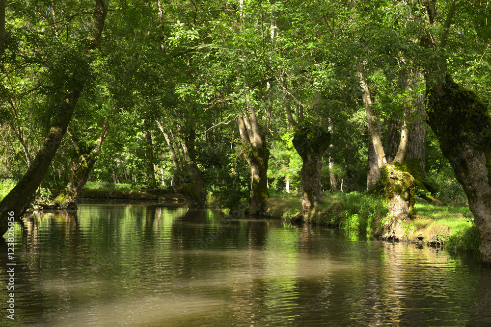 Escorte de frênes dans le marais à Coulon (79510), département des Deux-Sèvres en région Nouvelle-Aquitaine, France Escorte de frênes dans le marais à Coulon (79510), département des Deux-Sèvres en région Nouvelle-Aquitaine, France
