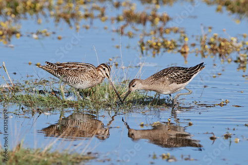 Fotografia Common snipe and Ruff