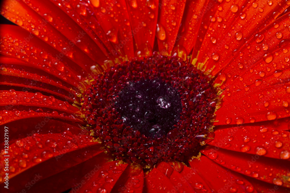 Orange gerbera with water drops Orange gerbera with water drops