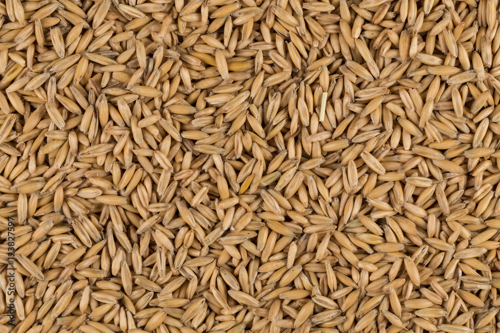 natural oat grains background, closeup