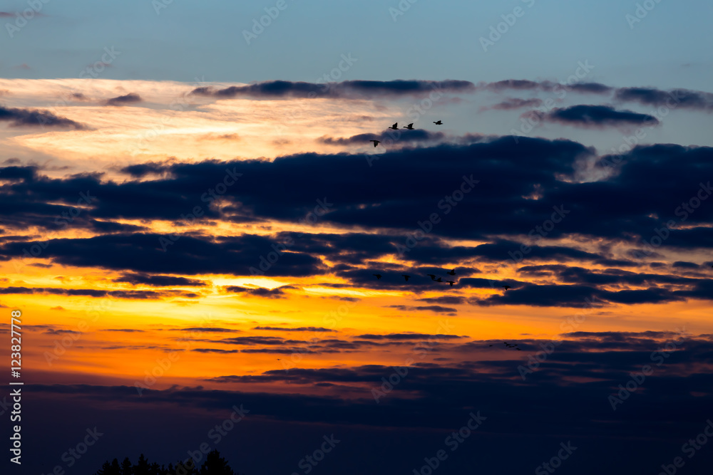 Fototapeta premium Birds flying in sunset