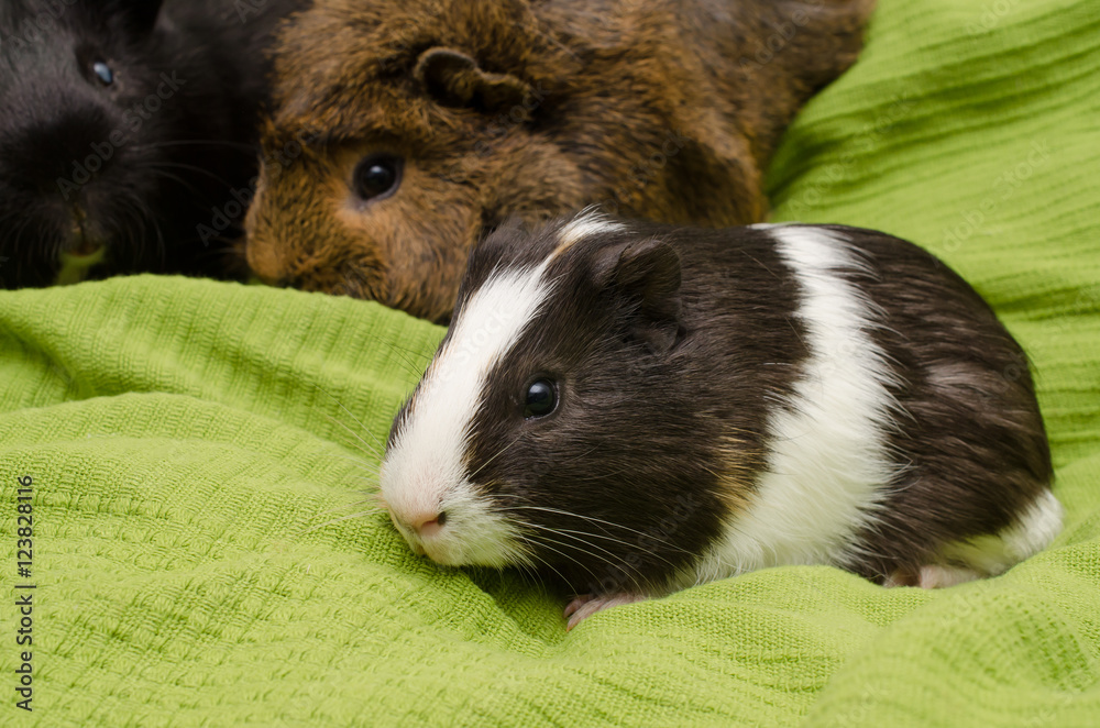 11 wöchiges Meerschweinchen mit erwachsenen Kumpels 11 wöchiges Meerschweinchen mit erwachsenen Kumpels