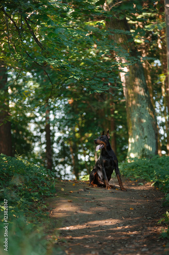 Doberman dog, beautiful pet © annaav