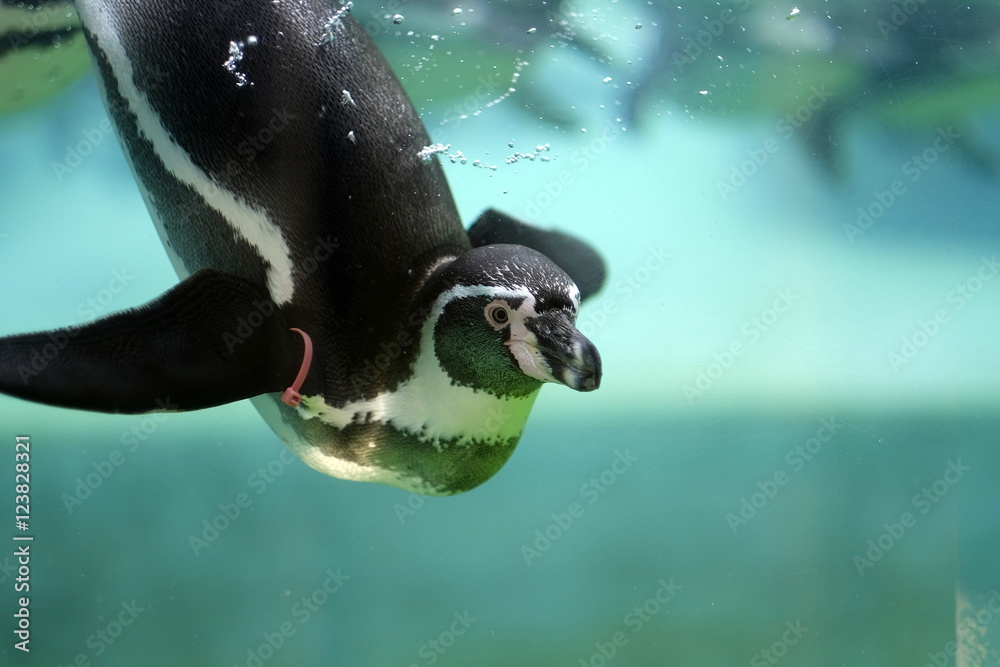 Obraz premium penguin at the zoo