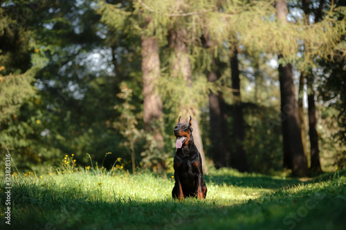 Doberman dog, beautiful pet © annaav